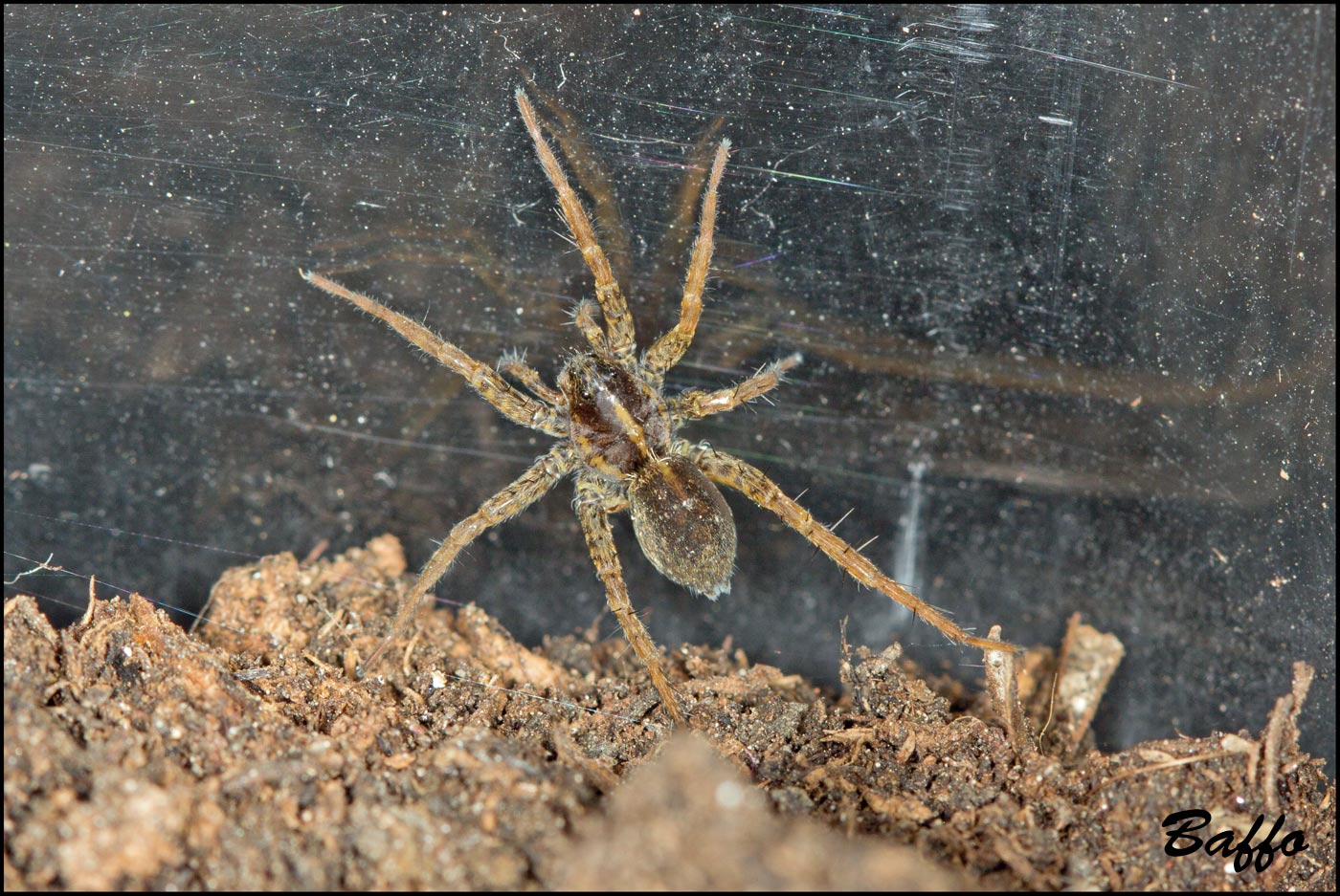 Pardosa sp.